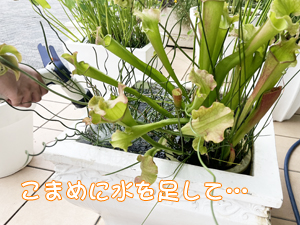 校舎前が夏になりました！